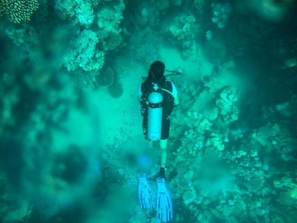 Quelles croisières offrent des ateliers de photographie sous-marine en mer Rouge?